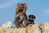 YORKSHIRE TERRIER 521